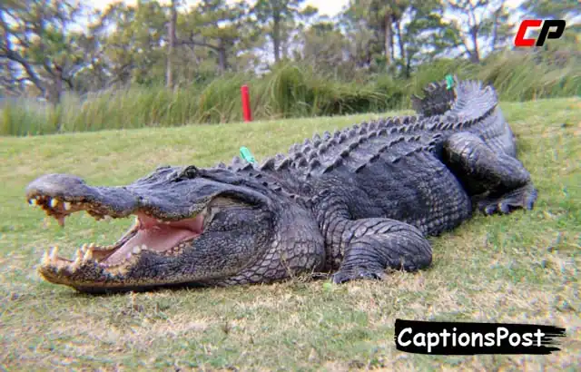 Alligator Captions for Instagram