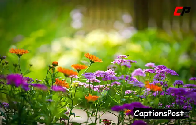 Flower Garden Captions for Instagram