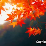 Leaves Captions for Instagram