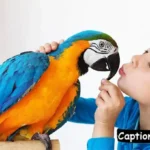 Pet Bird Captions for Instagram