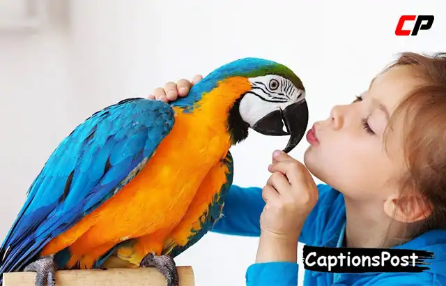Pet Bird Captions for Instagram