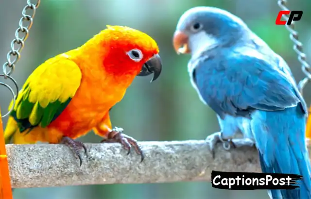 Pet Bird Captions for Instagram