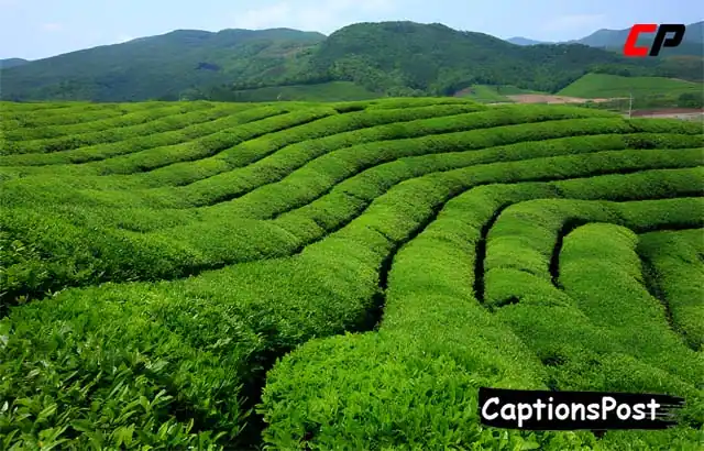Tea Garden Captions for Instagram