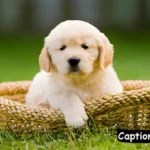 Puppy Captions for Instagram