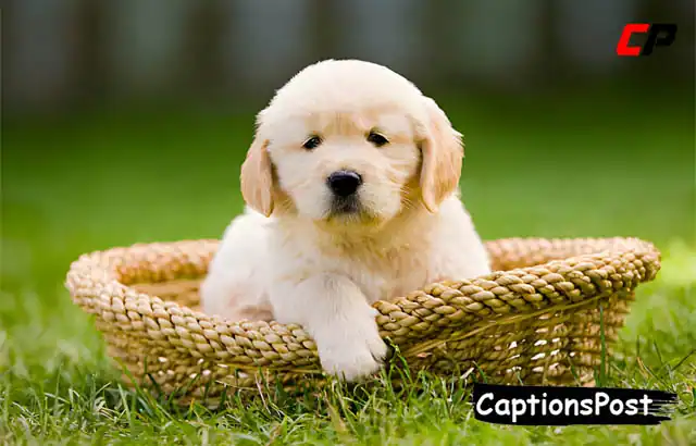 Puppy Captions for Instagram